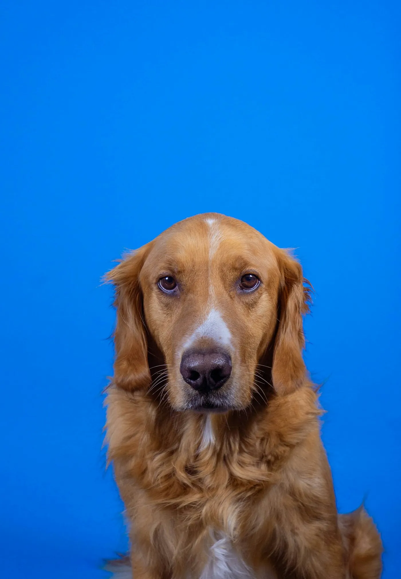 Pet em sessão de fotos